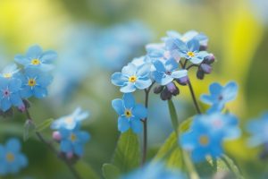 10 Flowers That Represent Selflessness: Blooms Of Giving - Foliage
