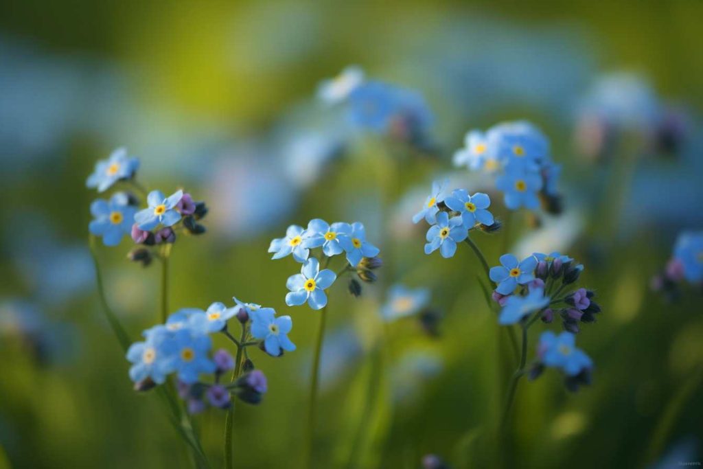 10 Flowers That Represent Peace And Tranquility Soothing Blooms