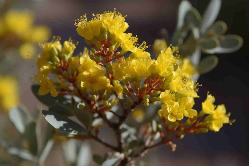38 Flowers That Grow in the Desert Discover Remarkable Desert Blooms