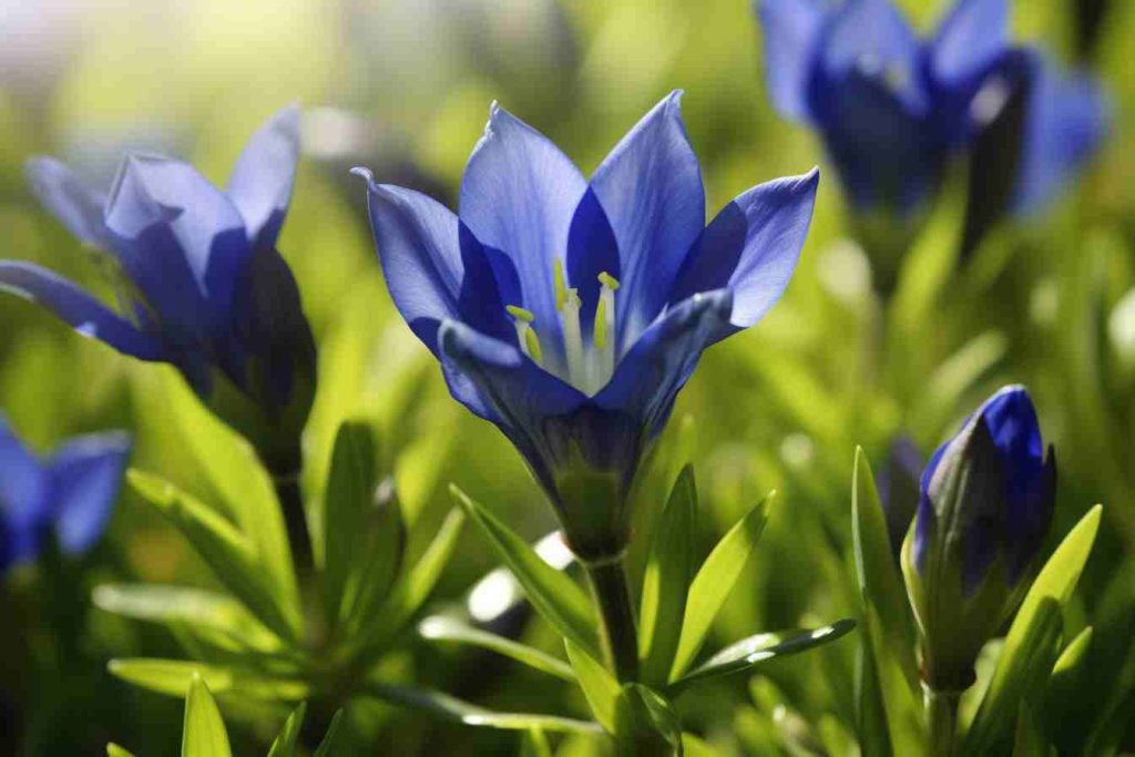 Gentiana Flower Meaning, Symbolism & Spiritual Significance Foliage