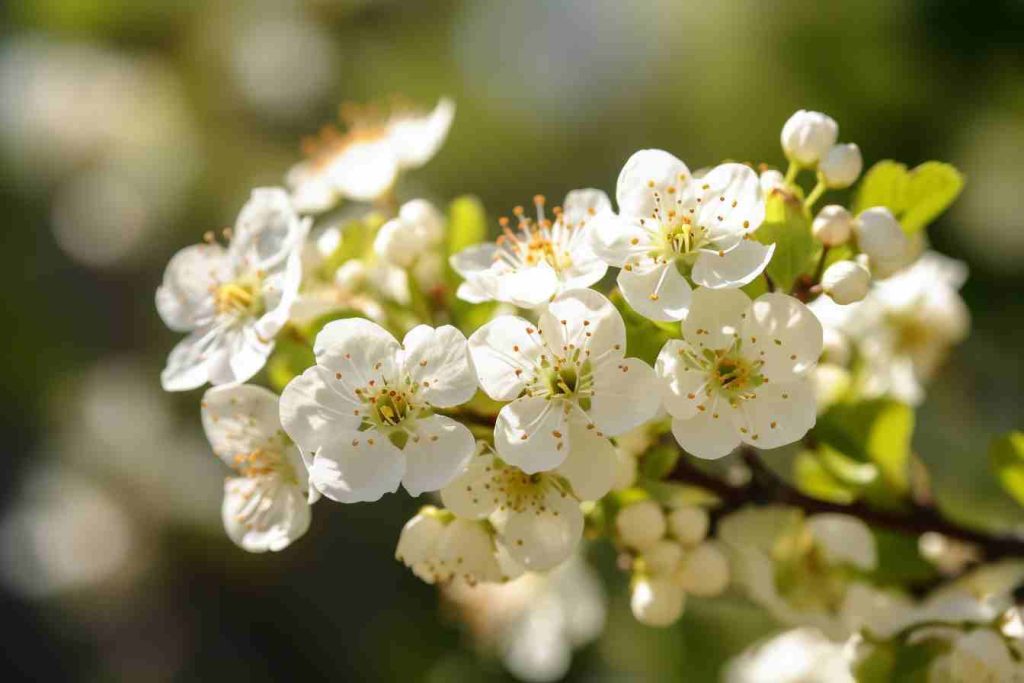 26 Flowers That Grow on Trees A Delightful Guide to TreeBlooming