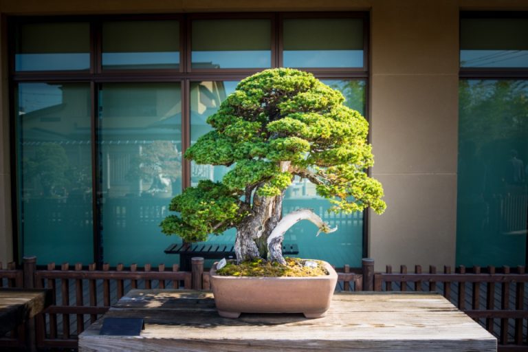 How Much Light Does a Bonsai Tree Need Essential Guide Foliage