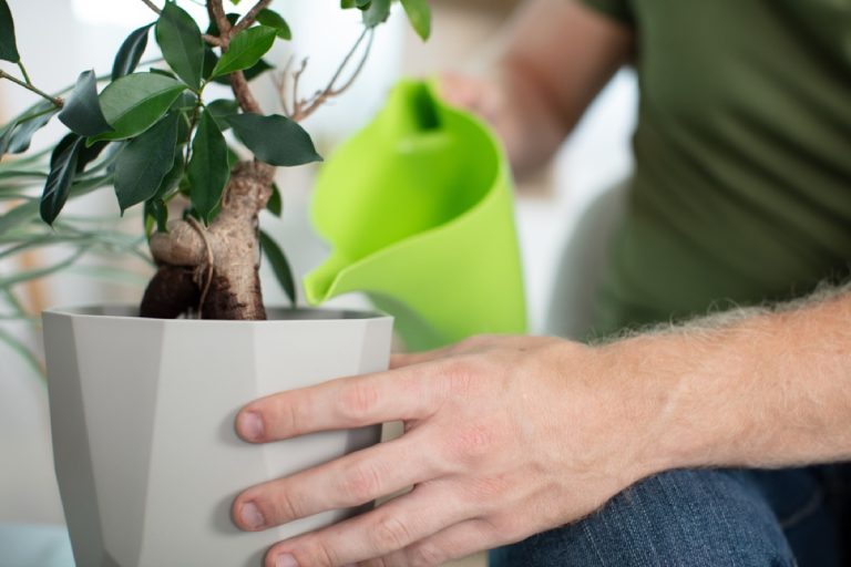 How Often Should I Water My Bonsai Tree in Winter Expert Tips