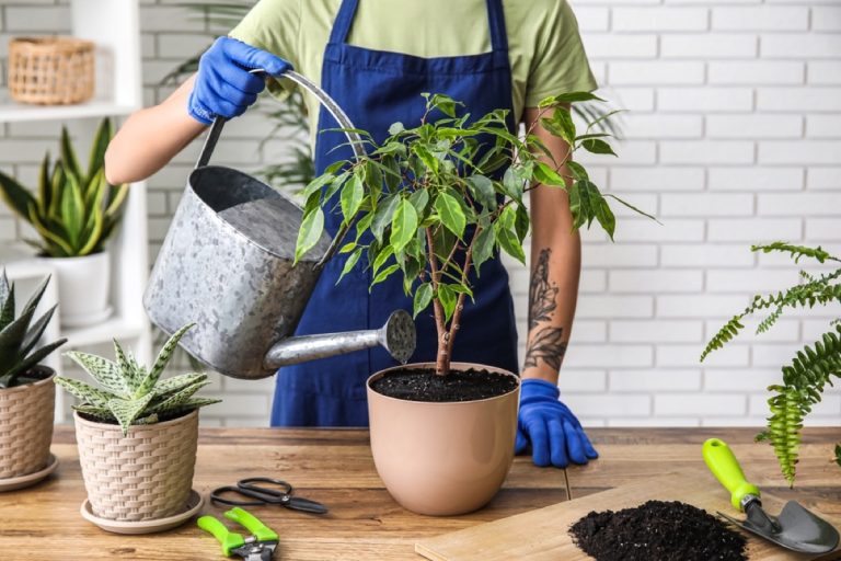 What is a Ficus Tree A Comprehensive Guide to Identification Foliage