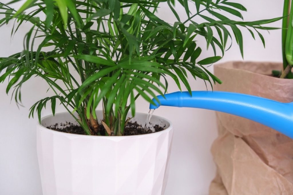 How Often To Water Cat Palm