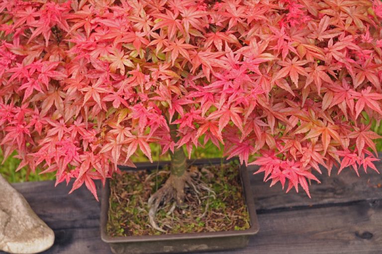 How to Bonsai a Maple Tree Expert Tips for Success Foliage Friend
