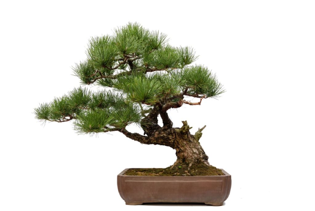 How to Bonsai a Pine Tree Simple Steps for Success Foliage Friend Learn About Different