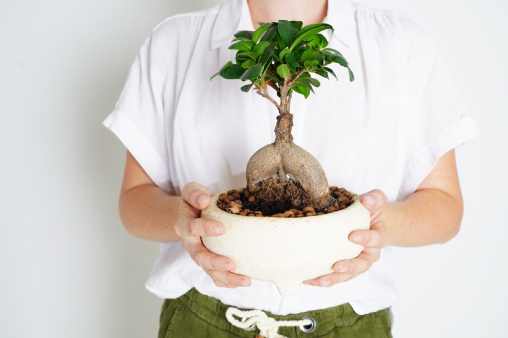 How to Care for a Ginseng Ficus Bonsai Tree Expert Tips Foliage