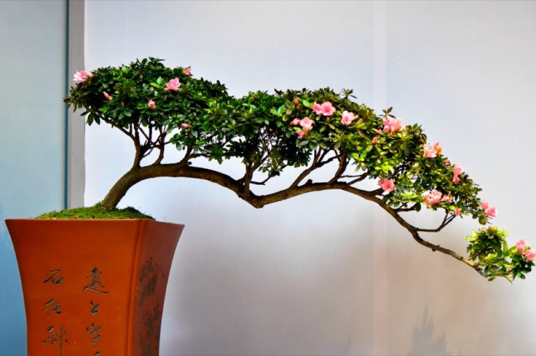 How to Care for an Azalea Bonsai Tree Expert Tips & Guides Foliage