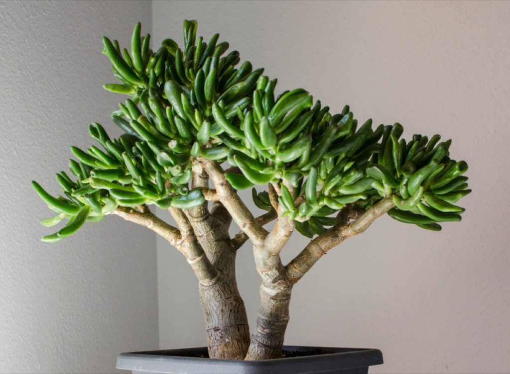 Where to Place Jade Plant in Home Optimal Locations Guide Foliage
