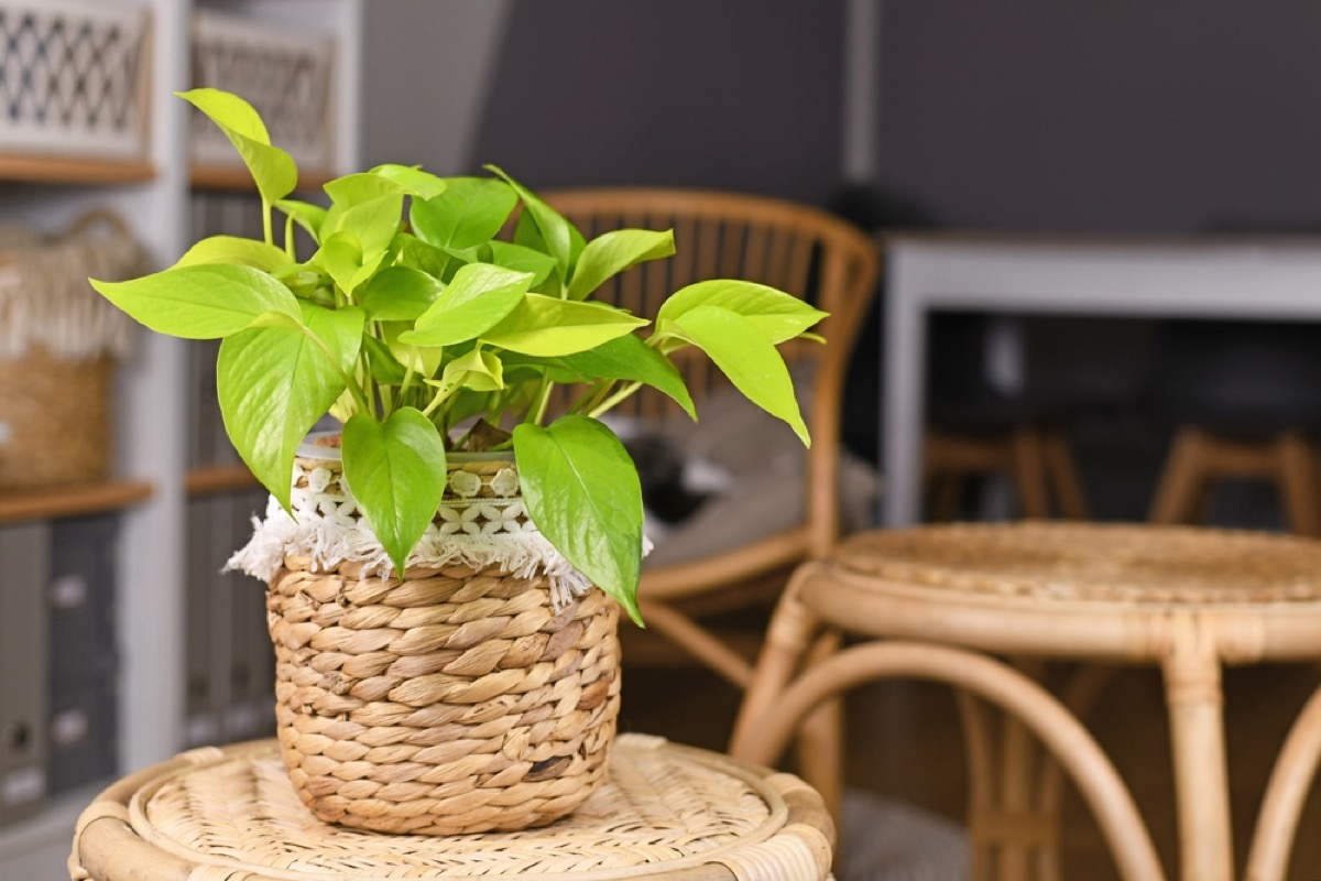 How to Propagate Neon Pothos