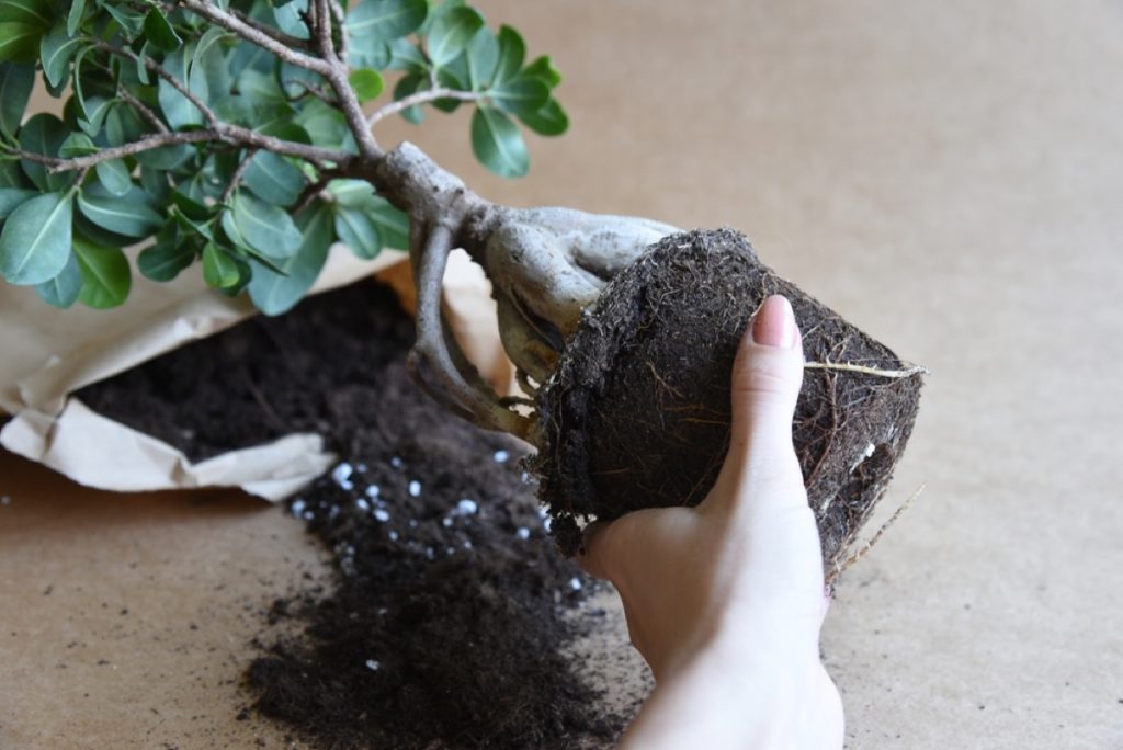 How to Repot a Bonsai Tree Simple Steps for Success Foliage Friend Learn About Different