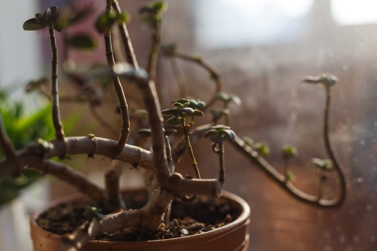 Where to Place Jade Plant in Home Optimal Locations Guide Foliage