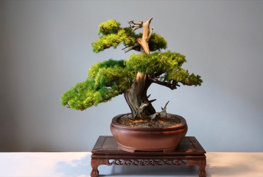 How to Shape a Bonsai Tree Expert Techniques Unveiled Foliage Friend