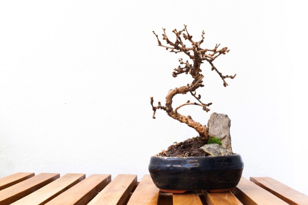 How to Tell if a Bonsai Tree is Dead Quick Diagnostic Guide Foliage