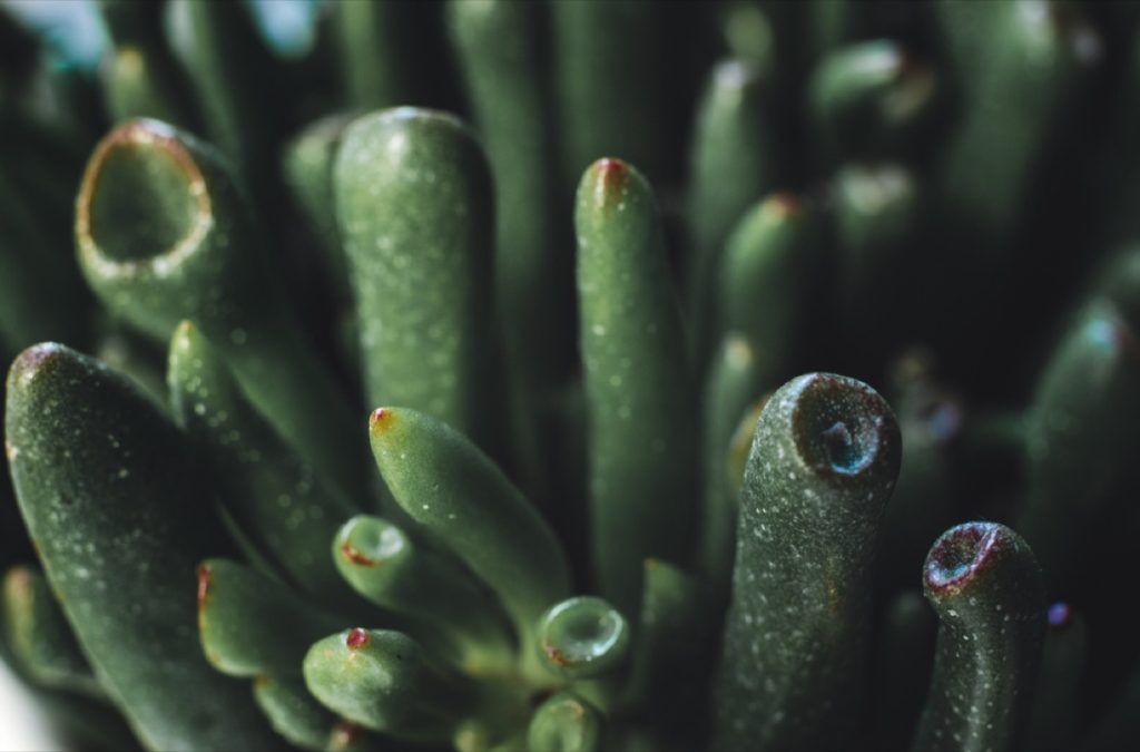 How to Get a Jade Plant to Bloom Expert Tips & Tricks Foliage Friend