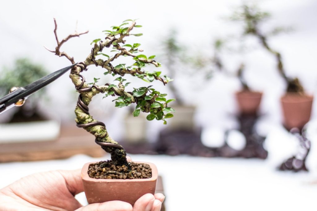 How to Wire a Bonsai Tree Expert Techniques Explained Foliage Friend