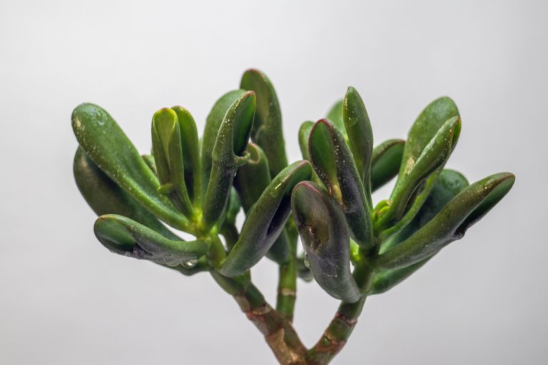 What Does a Jade Plant Look Like A Succulent's Visual Guide Foliage