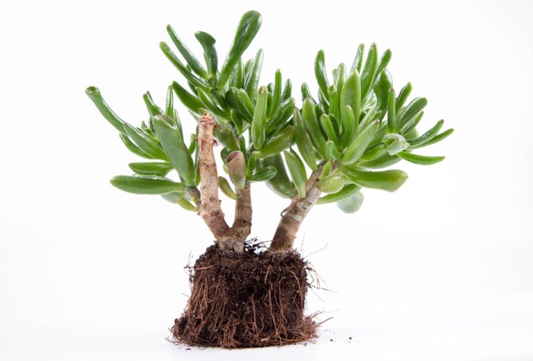 What Does a Healthy Jade Plant Look Like? Top Visual Indicators