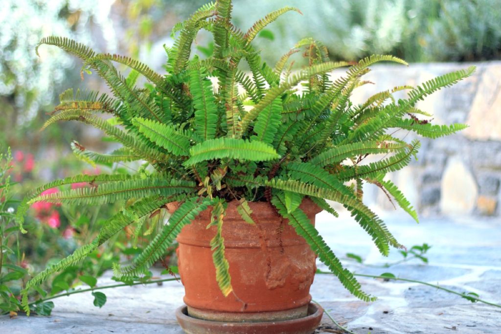 What Do Boston Fern Runners Look Like A Visual Guide Foliage Friend