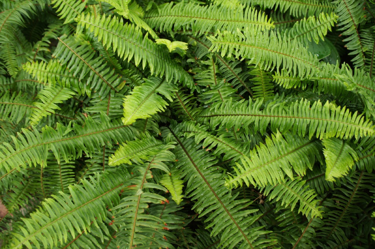 Jester Crown Fern