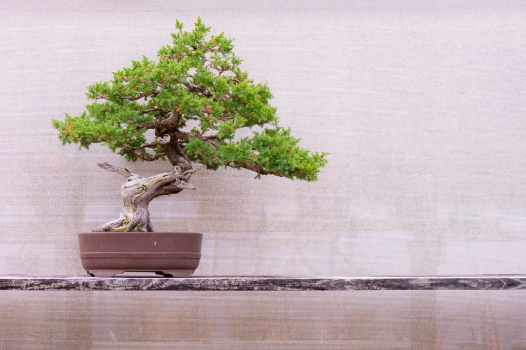 Best Bonsai Tree for Beginners Top 5 EasytoGrow Choices Foliage