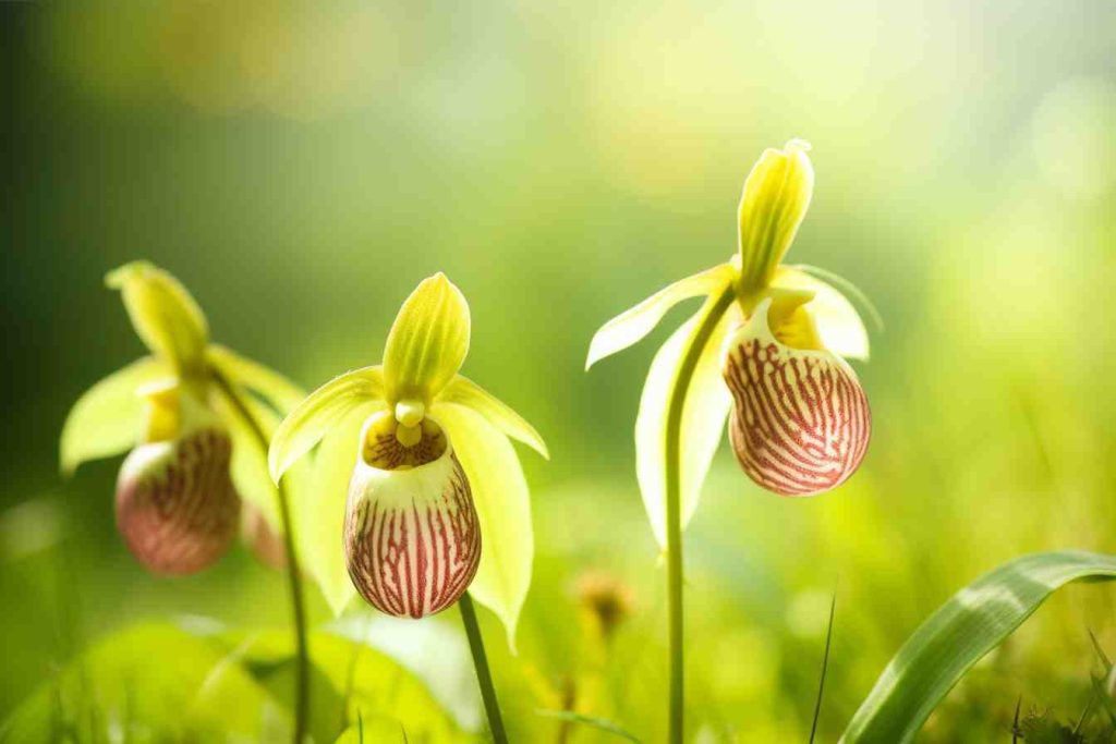 Wahine Slipper Flower Meaning, Symbolism & Spiritual Significance