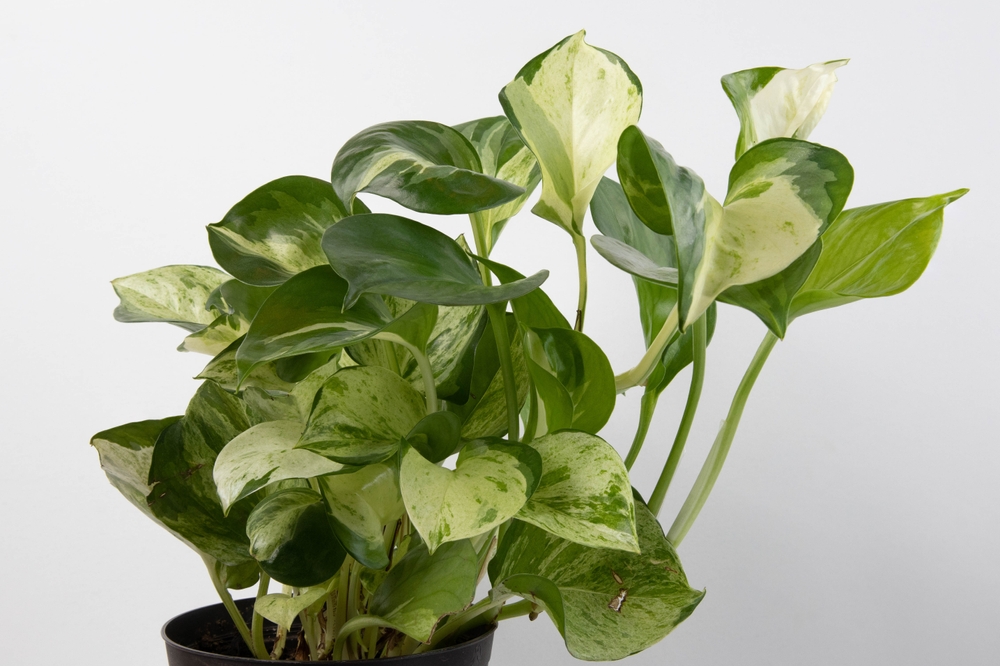 Manjula Pothos 1