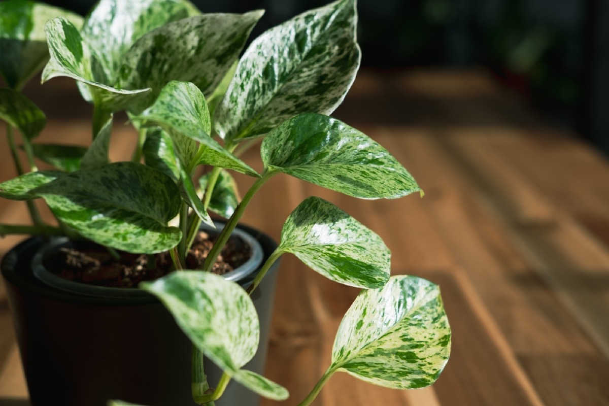 Marble Queen Pothos