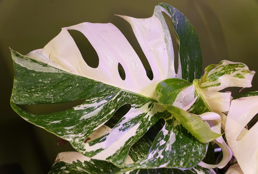 Beautiful,Variegated,Leaves,Of,Monstera,Albo,Borsigiana,,A,Popular,Tropical