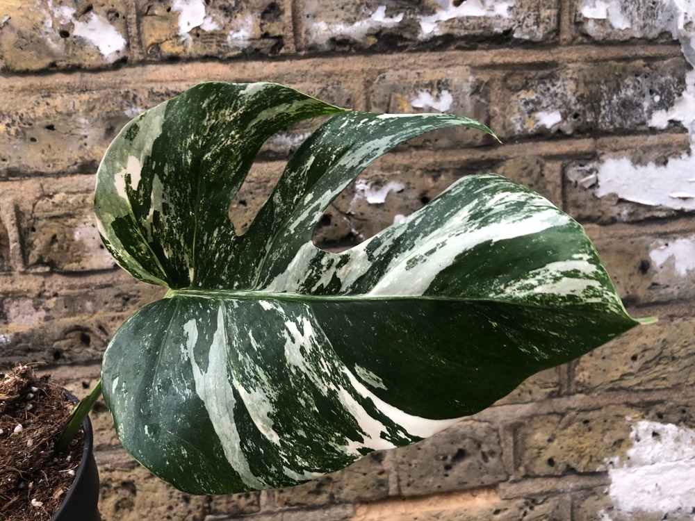 Variegated,Monstera,Deliciosa,Rare,Unicorn,Houseplant