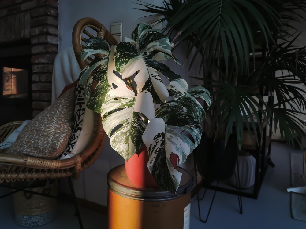 Monstera,Albo,Borsigiana,Or,Variegated,Monstera,Houseplant.,Full,Plant,In