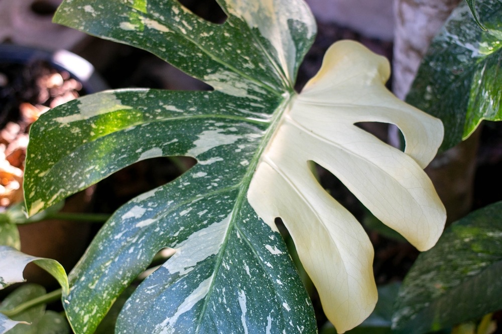 Beautiful,Variegated,Leaves,Of,Monstera,Albo,Borsigiana,,Monstera,Variegata,With