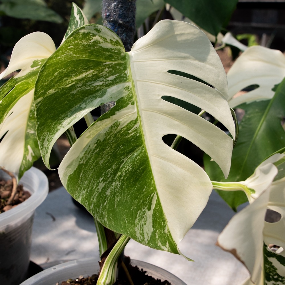 Monstera Deliciosa Albo Borsigiana Variegata