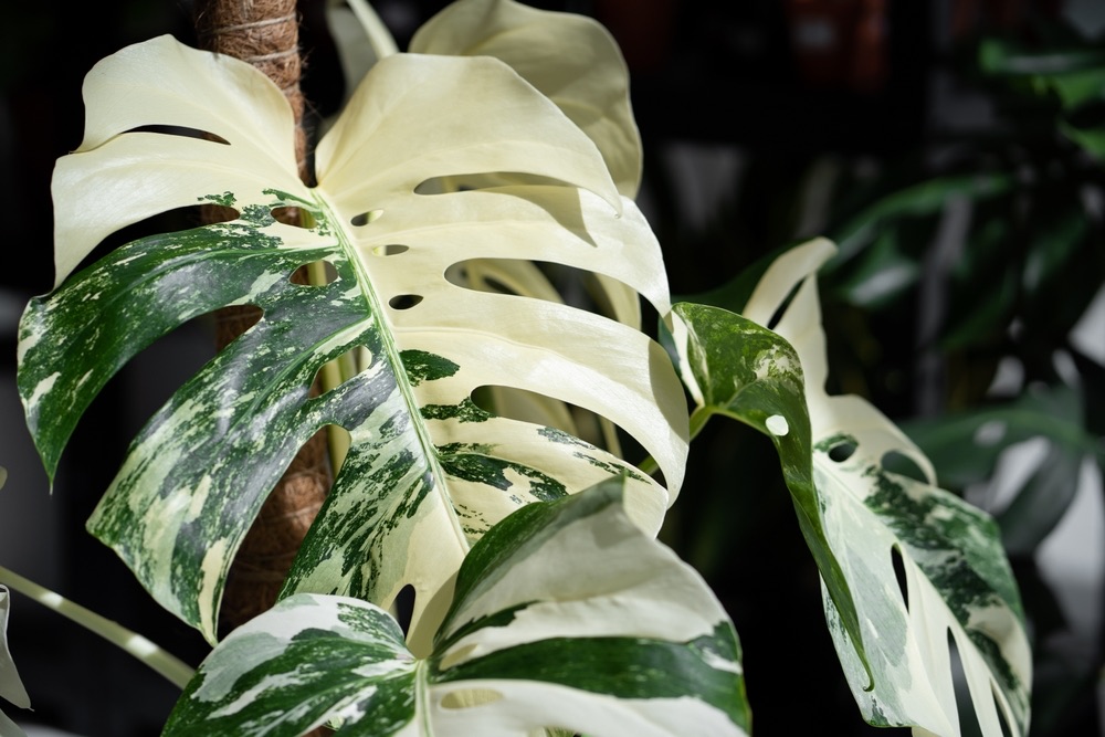 Monstera,Albo,Variegated,Plant,Close,Up,In,The,Garden.