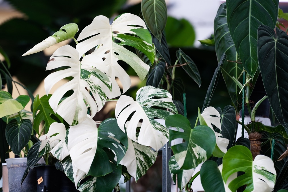 Monstera,Albo,Variegated,Plant,Close,Up,In,The,Garden.