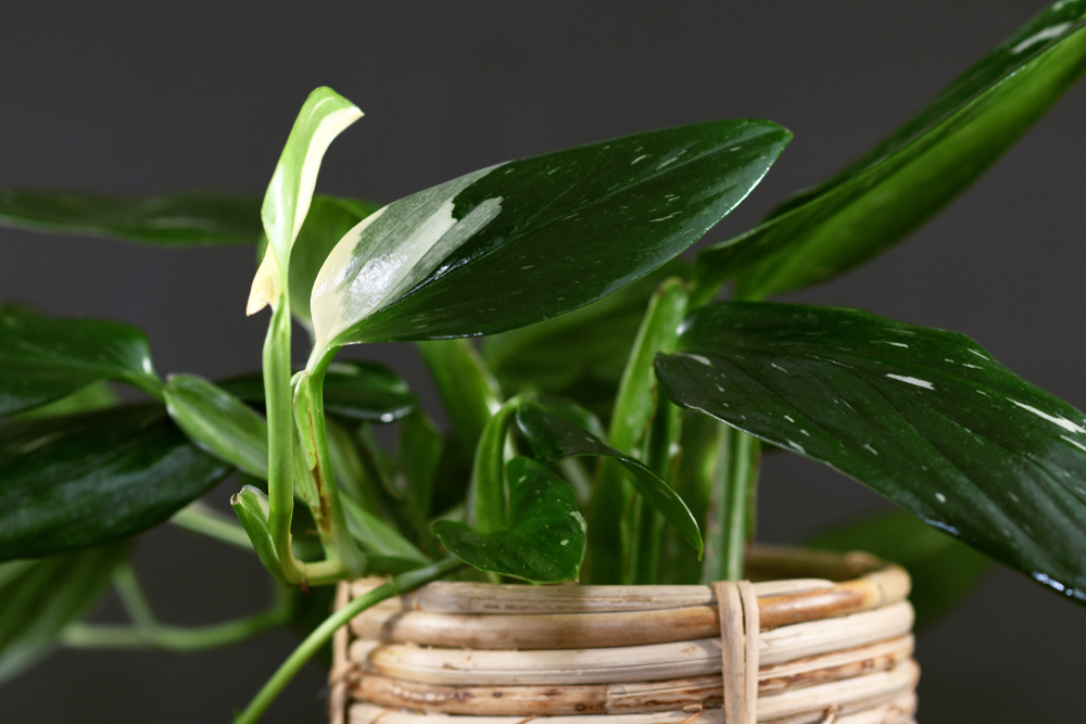 Monstera Standleyana Alb