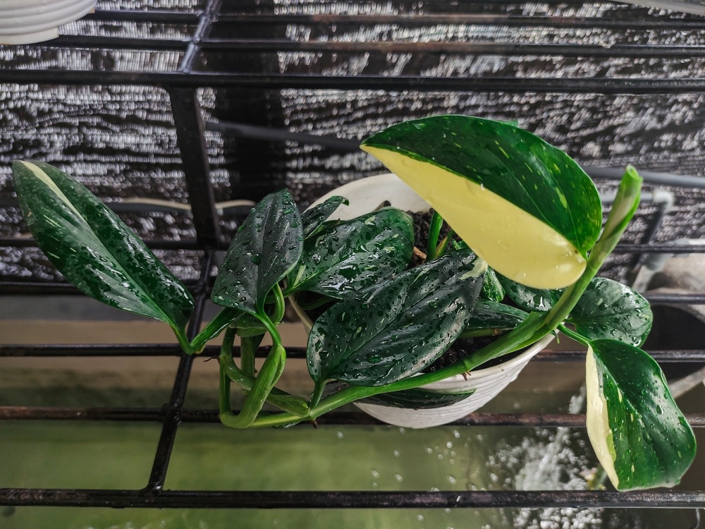 Monstera Standleyana Alb