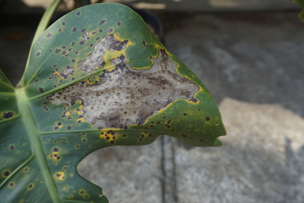 How To Treat Fungus On Monstera Effective Solutions For Healthy Plants How To Treat Fungus On Monstera Effective Solutions For Healthy Plants