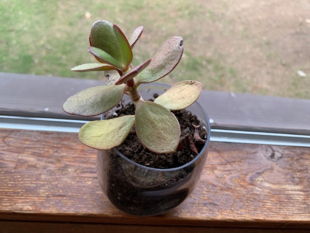 Where to Place Jade Plant Outside Expert Outdoor Tips Foliage Friend