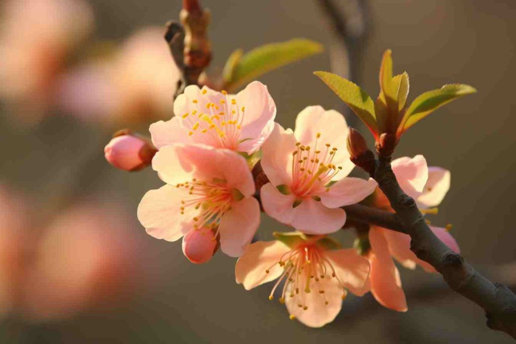 26 Flowers That Grow on Trees A Delightful Guide to TreeBlooming