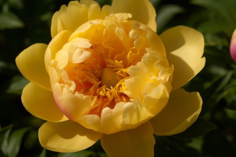 Yellow Peony Flower Meaning, Symbolism & Spiritual Significance
