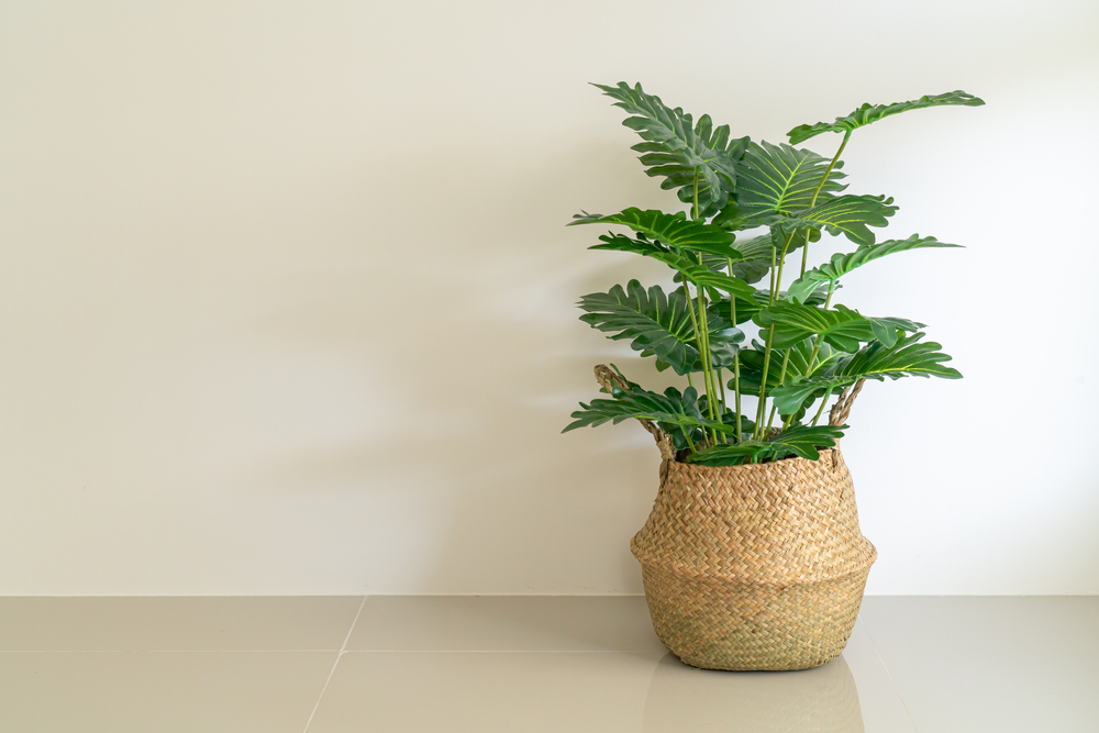 Philodendron,Xanadu,Croat,In,Wicker,Basket,Pot,With,Wall