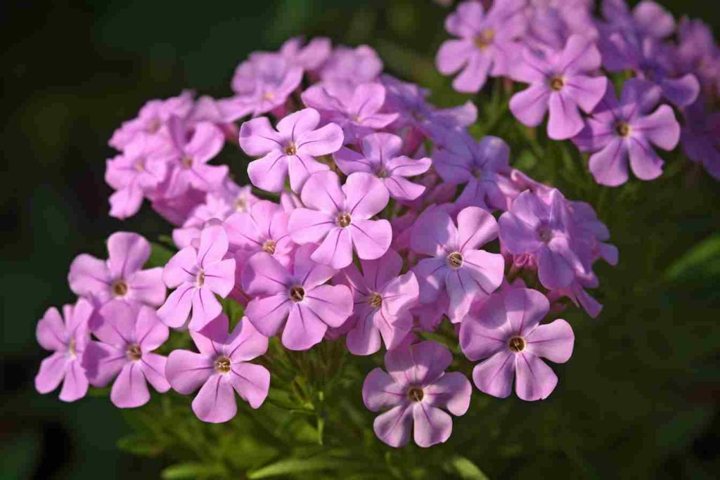 24 Flowers That Grow in Spring Stunning Blooms to Brighten Your Garden