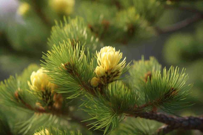 10 Flowers That Represent Longevity Bloom For Years Foliage Friend