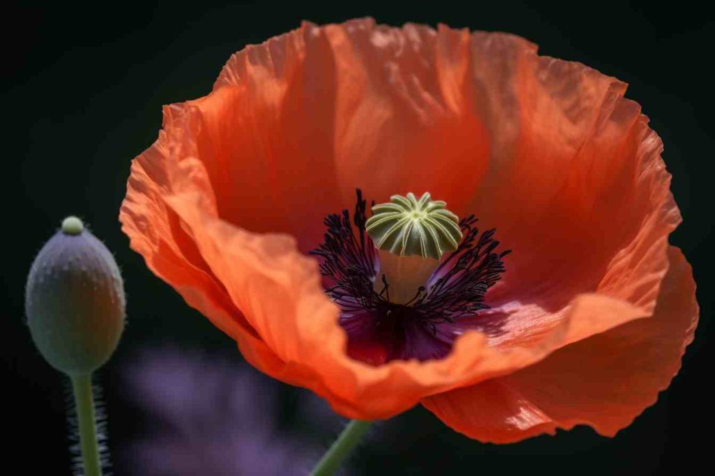 10 Flowers That Represent Taurus Floral Horoscope Foliage Friend