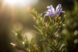 10 Flowers That Represent Intelligence: Blooms Of Wisdom - Foliage ...