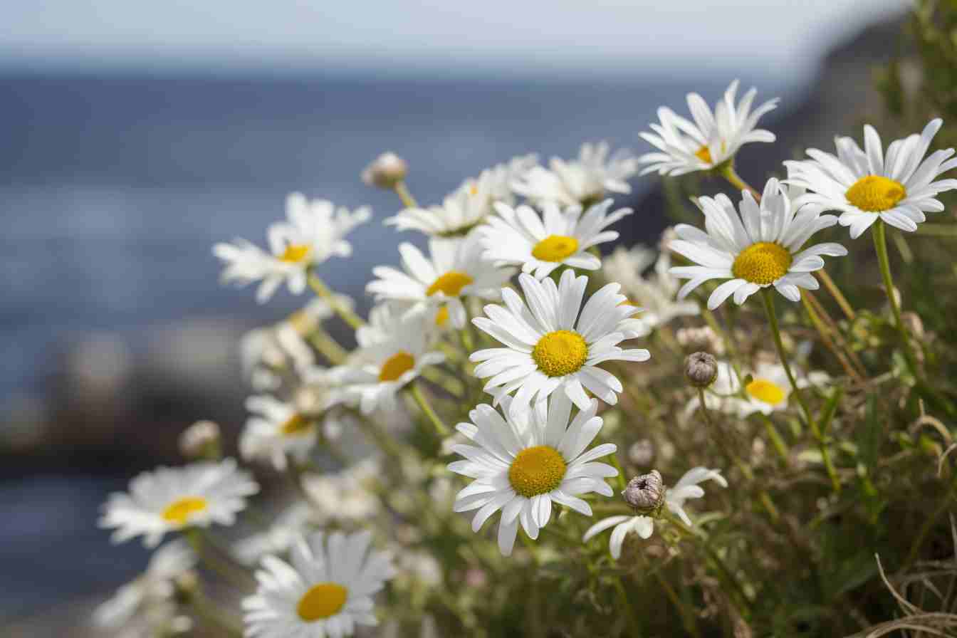 Wild Daisy Flower Meaning, Symbolism & Spiritual Significance Foliage