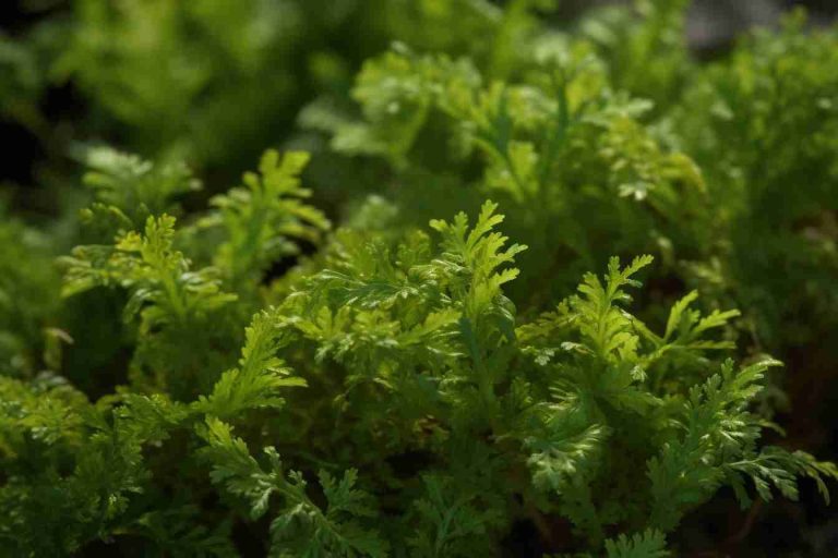 42 Flowers That Grow on Rocks: Discover Remarkable Species for Rock ...