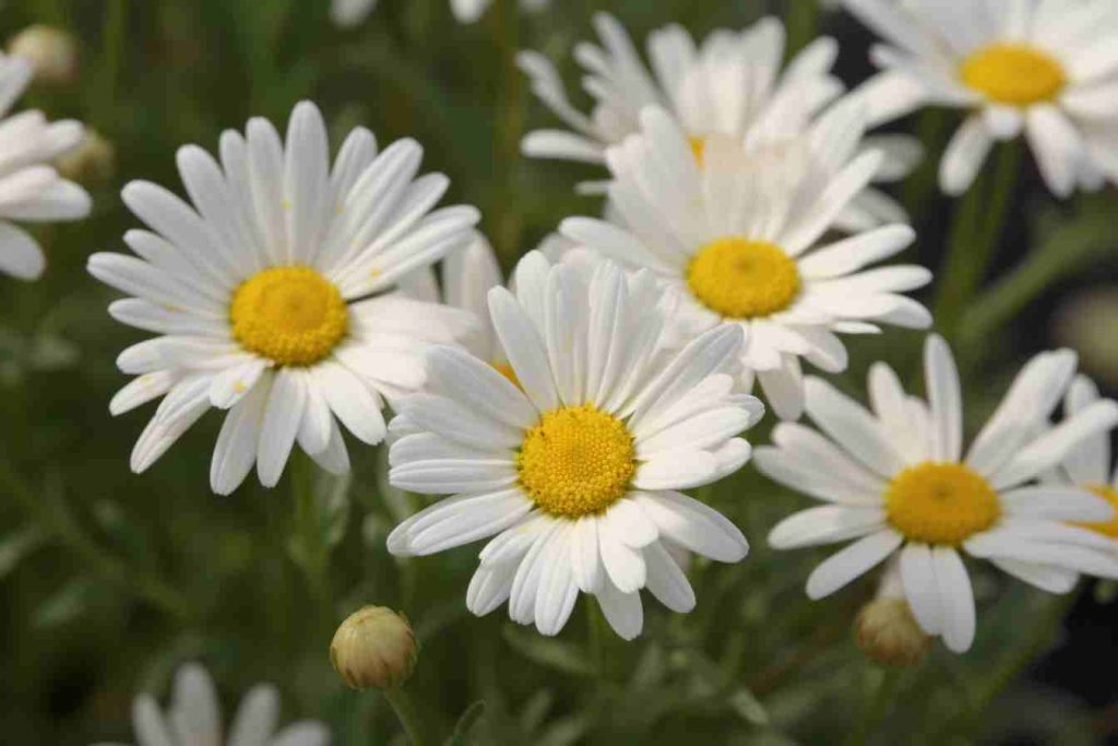 Shasta Daisy Flower Meaning, Symbolism & Spiritual Significance